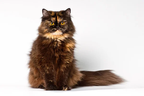 Grand persian tortie cat on the white background — Stock Photo, Image
