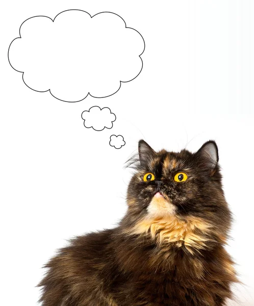 stock image Grant persian tortie cat on the white background, looks on the left upwards