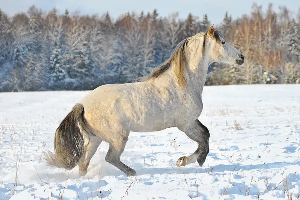 Портретная серая андалузская лошадь — стоковое фото