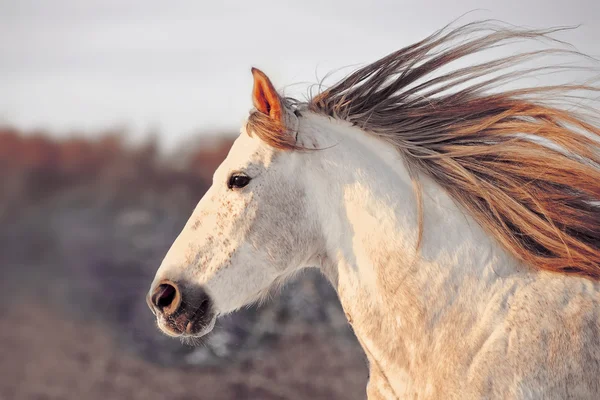 Портретная серая андалузская лошадь — стоковое фото