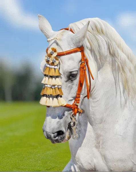 ม้าแอนดาลูเซียสีเทา ตกแต่งสเปน — ภาพถ่ายสต็อก
