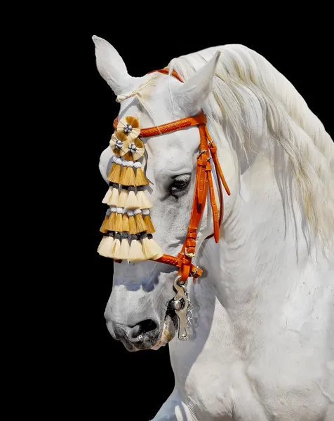 Grå andalusiska häst spanska dekoration Stockbild