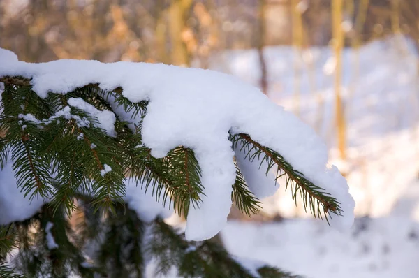 stock image Snow