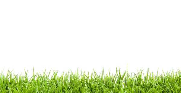 Gras auf Weiß lizenzfreie Stockfotos