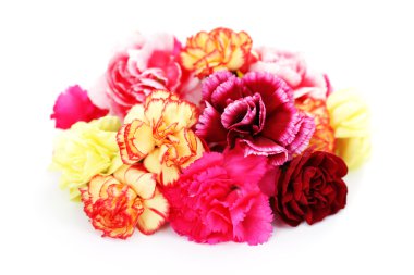 Carnations clipart