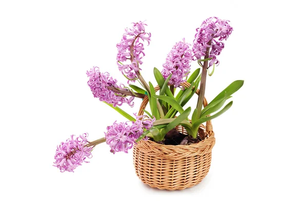 Hyacint květiny — Stock fotografie