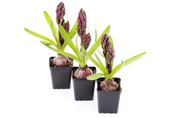 Buds Hyacinth — Fotografia de Stock