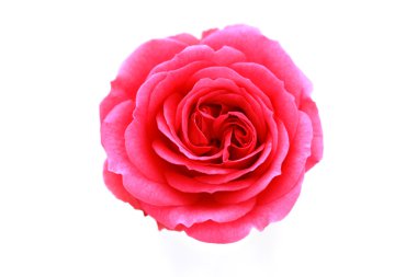 PINK rose clipart