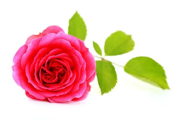 Rosa Rose — Stockfoto
