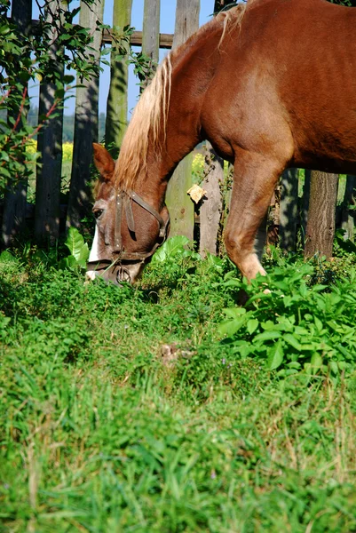 在一片草地上枣红马 — 图库照片