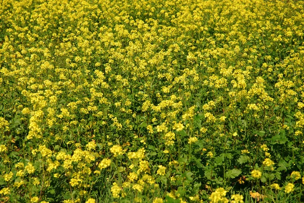 Piękne tło małe żółte kwiaty — Zdjęcie stockowe