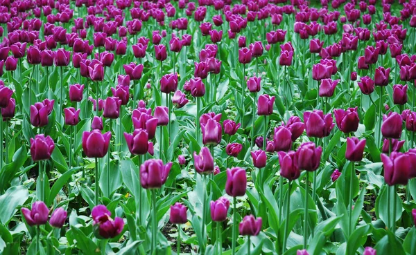 Fiori di tulipano che fioriscono in un parco — Foto Stock