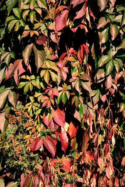 Fundo de folhas de bordo colorido — Fotografia de Stock