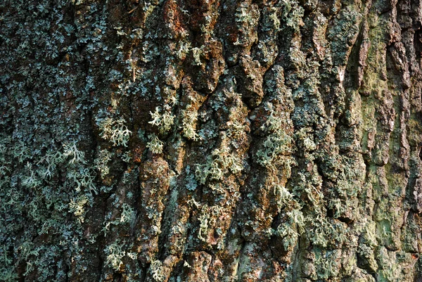 Texturaufnahme der braunen Baumrinde — Stockfoto