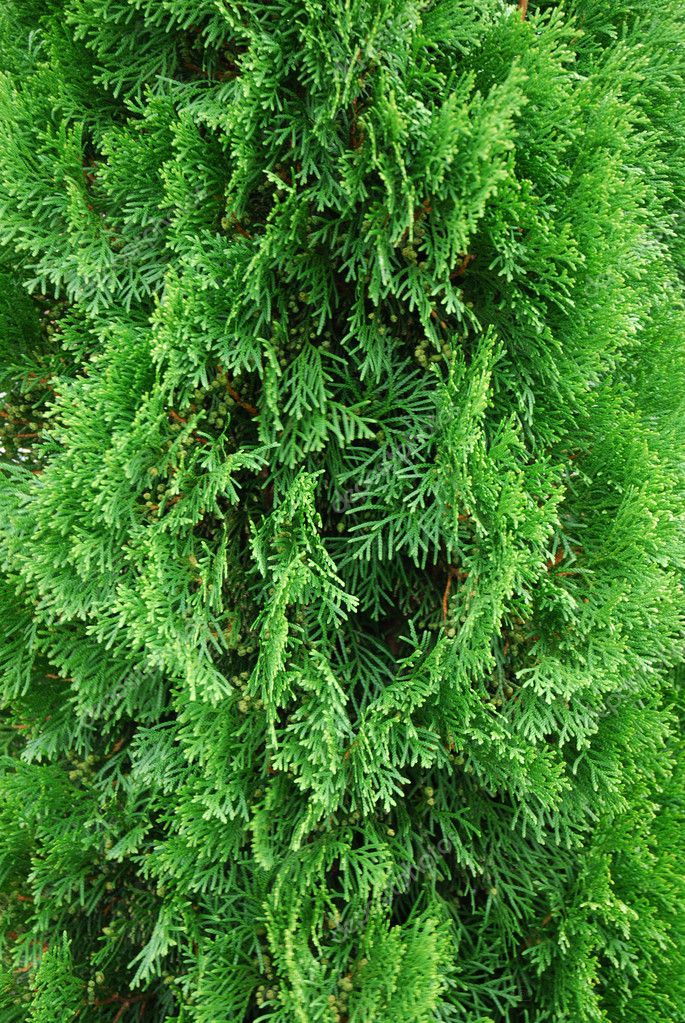 Cedar bush — Stock Photo © Cancerus #4045906