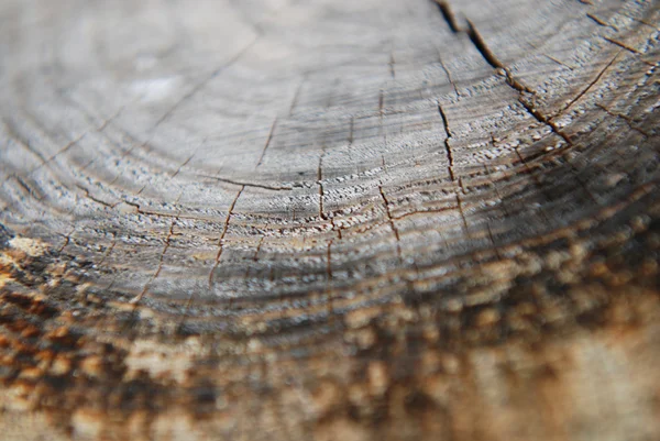 Holzstruktur Ist Möglich Als Hintergrund Verwenden — Stockfoto