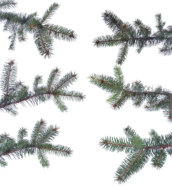Set of christmas sprigs isolated on white background Royalty Free Stock Images