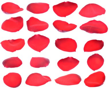 Petals of a red rose isolated clipart