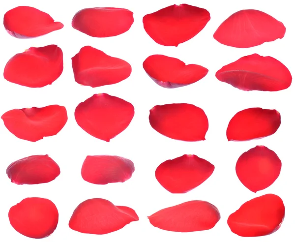 stock image Petals of a red rose isolated