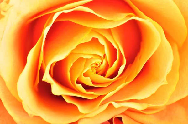 Narancssárga Rózsa Vértes — Stock Fotó