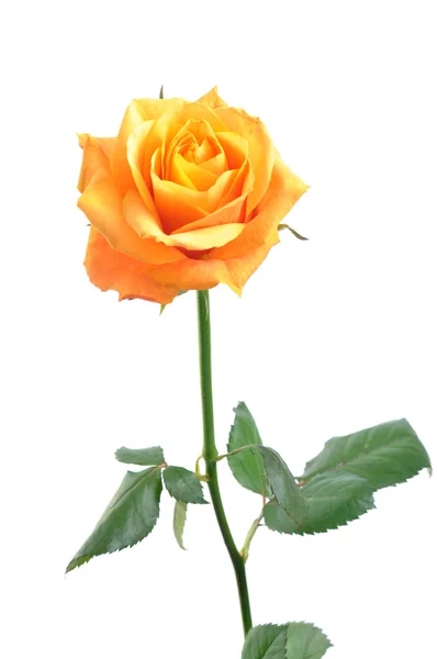 白色背景的橘红色玫瑰 — 图库照片