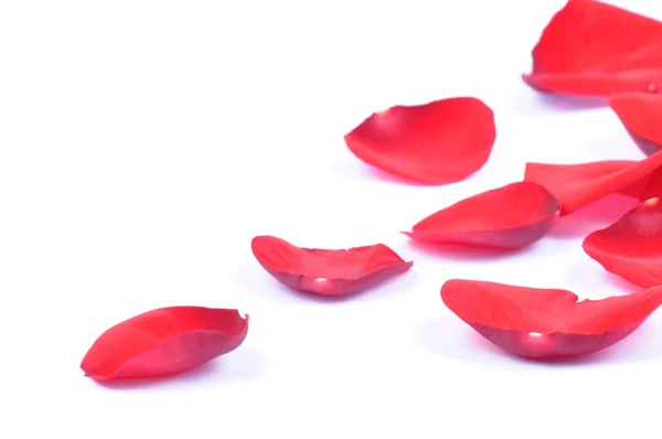 Πετάλων Του Ένα Κόκκινο Τριαντάφυλλο Που Απομονώνονται Λευκό Φόντο — Φωτογραφία Αρχείου