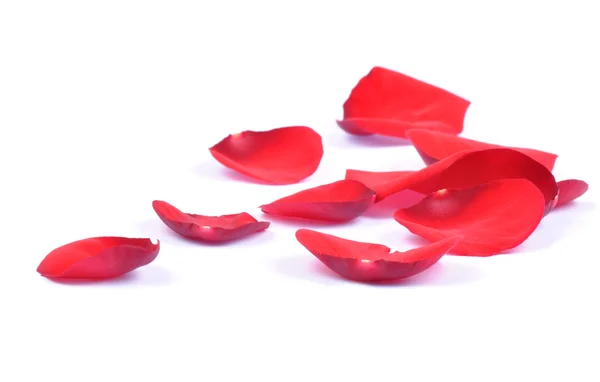 Изолированные лепестки красной розы — стоковое фото