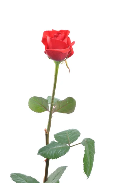 Červená Růže Izolované Bílém Pozadí — Stock fotografie