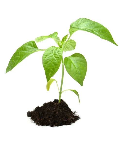 Plant in dark soil isolated — Stock Photo, Image
