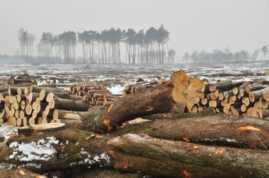 A forest cut down during winter. clipart