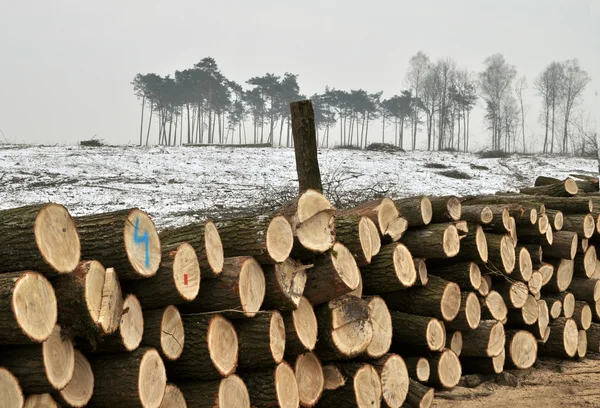 Una Foresta Abbattuta Durante Inverno — Foto Stock