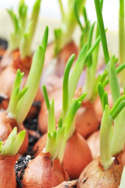 toprak taze chives ile birçok soğan.