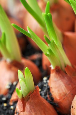 toprak taze chives ile birçok soğan.