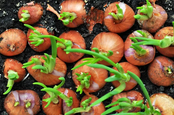 Cipolle con erba cipollina — Foto Stock