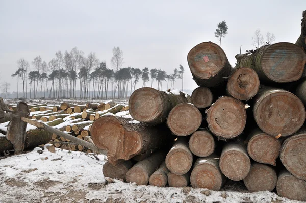 在冬天砍倒一片森林 — 图库照片