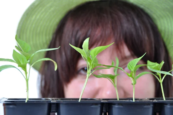 Vårdande trädgårdsmästare letar efter unga plantor isolerade — Stockfoto