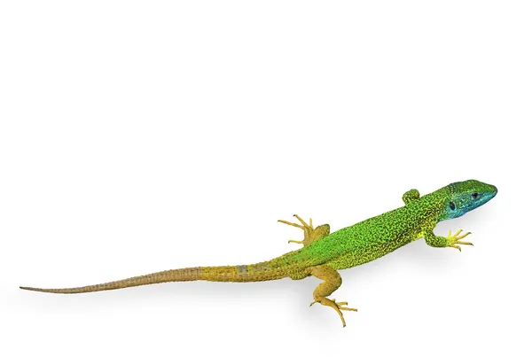 Green Lizard Isolated — Stock Photo, Image