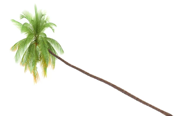Palm träd isolerad på vit bakgrund med klippning Path — Stockfoto