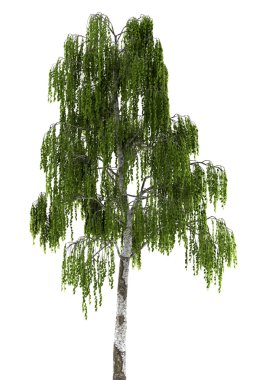 Birch tree isolated on white background clipart