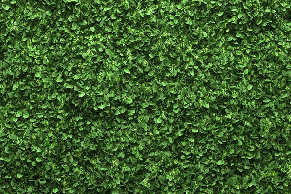 Green box hedge background with green leaves — Stock Photo, Image