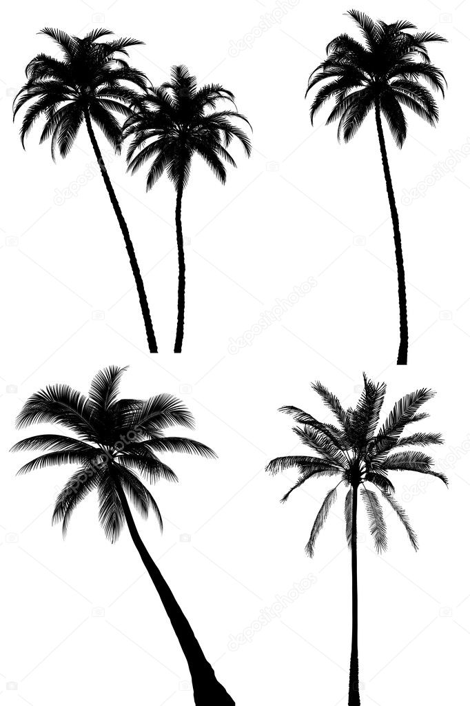Palm tree silhouette set on white background