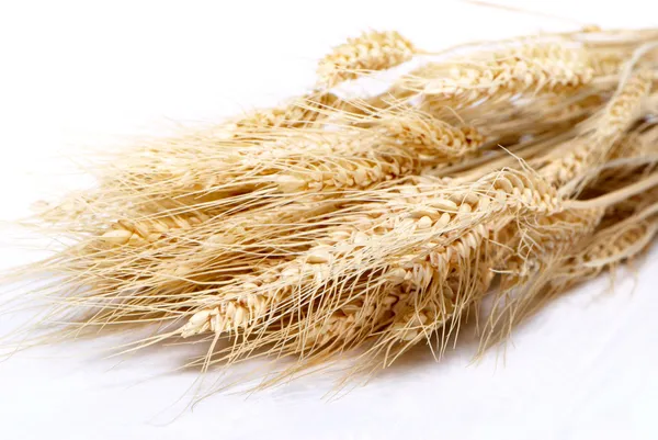 Primer plano de trigo bonito detalle fondo —  Fotos de Stock