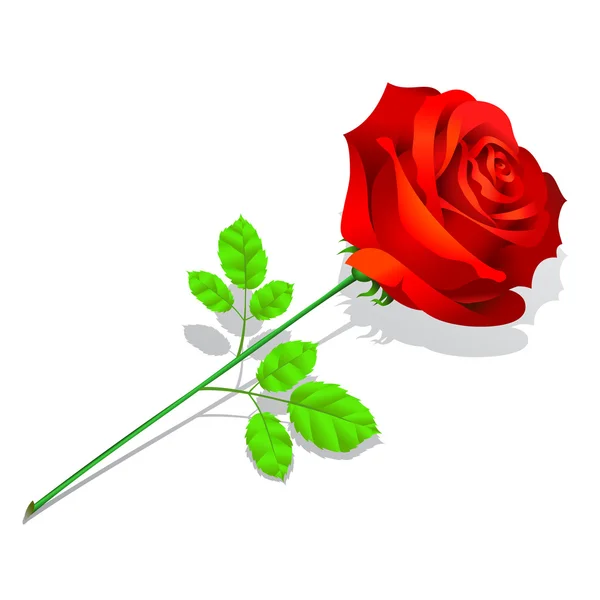 Κόκκινο Τριαντάφυλλο Είναι Ξαπλωμένος Λευκό Φόντο Απομονωμένη — Διανυσματικό Αρχείο