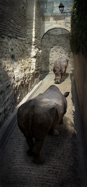 Rhino Ulice Fotokoláž Hodně Mých Záběrů Jako Zdroj Dva Nosorožci — Stock fotografie