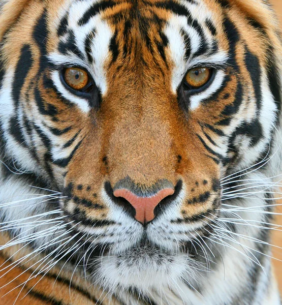 Tiger — Stock Photo, Image