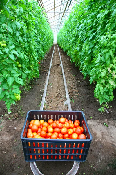 stock image Box with tomatoes