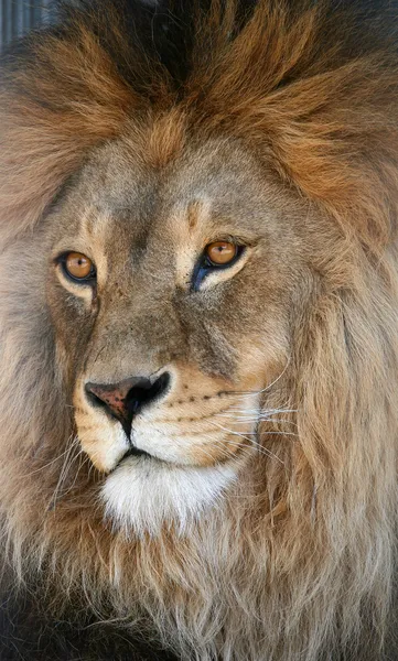 Muzzle of a lion — Stock Photo, Image