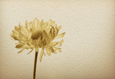 Flower on a vintage paper-1 clipart
