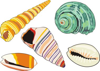 Sea-shells clipart