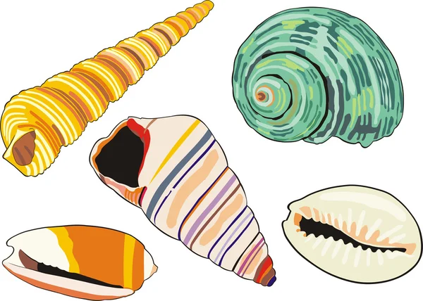 Conchas marinhas — Vetor de Stock